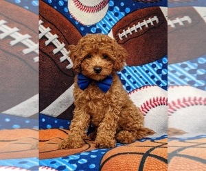 Cavapoo Puppy for sale in KIRKWOOD, PA, USA