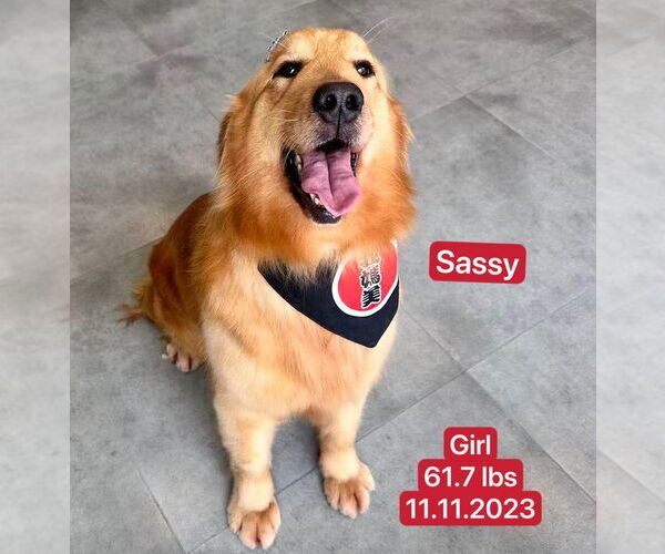 Medium Photo #1 Golden Retriever Puppy For Sale in West Hollywood, CA, USA