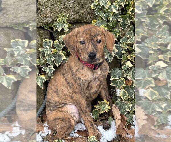 Medium Photo #3 Plott Hound-Retriever  Mix Puppy For Sale in Mechanicsburg, PA, USA