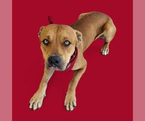 American Pit Bull Terrier Dogs for adoption in Bakersfield, CA, USA