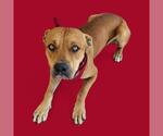 Small American Pit Bull Terrier