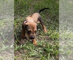 Small Photo #6 Rhodesian Ridgeback Puppy For Sale in DIVIDE, CO, USA