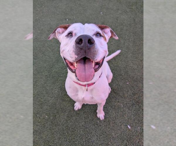 Medium Photo #4 American Pit Bull Terrier-Unknown Mix Puppy For Sale in Las Vegas, NV, USA