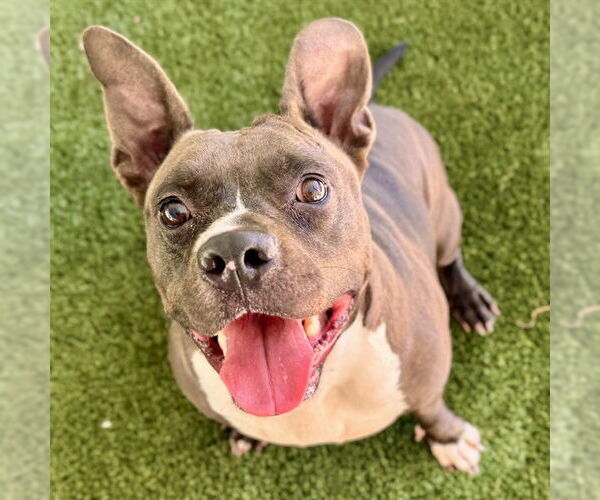 Medium Photo #1 American Staffordshire Terrier-Unknown Mix Puppy For Sale in Tavares, FL, USA