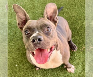 American Staffordshire Terrier-Unknown Mix Dogs for adoption in Tavares, FL, USA