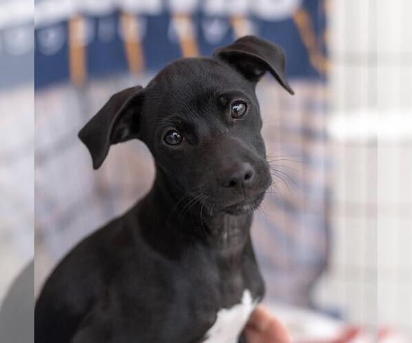 Medium Photo #2 Mutt Puppy For Sale in San Diego, CA, USA