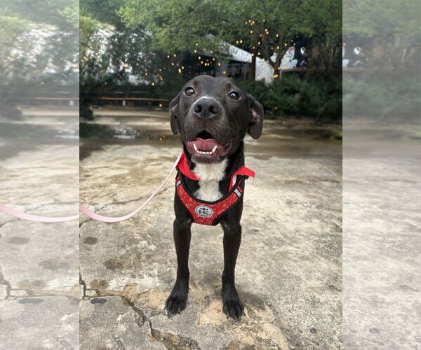 Medium Photo #1 American Pit Bull Terrier-Labrador Retriever Mix Puppy For Sale in Holly Springs, NC, USA
