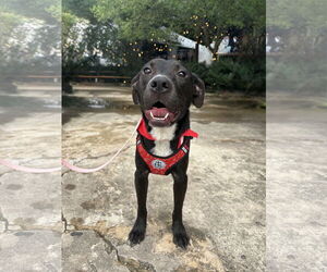 American Pit Bull Terrier-Labrador Retriever Mix Dogs for adoption in Holly Springs, NC, USA