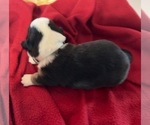 Small Photo #11 Cardigan Welsh Corgi Puppy For Sale in DEARBORN, MO, USA