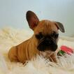 Small Photo #4 French Bulldog Puppy For Sale in ARLETA, CA, USA