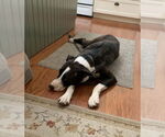 Small #6 American Pit Bull Terrier-Labrador Retriever Mix