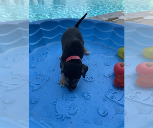 Medium Photo #2 Catahoula Leopard Dog-German Shepherd Dog Mix Puppy For Sale in WANETTE, OK, USA