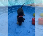 Small #1 Catahoula Leopard Dog-German Shepherd Dog Mix