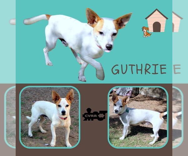 Medium Photo #1 Jack Russell Terrier-Unknown Mix Puppy For Sale in Lindsay, CA, USA