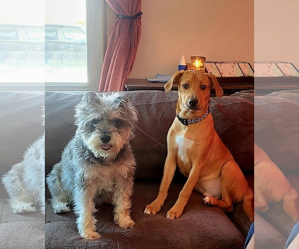 Medium Photo #4 Unknown-Vizsla Mix Puppy For Sale in Mechanicsburg, PA, USA