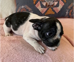 Small Photo #11 French Bulldog Puppy For Sale in CHARLESTON, SC, USA