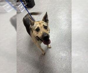 German Shepherd Dog-Unknown Mix Dogs for adoption in Pasadena, TX, USA