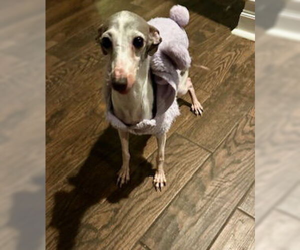 Medium Photo #8 Italian Greyhound-Unknown Mix Puppy For Sale in Farmington, MN, USA