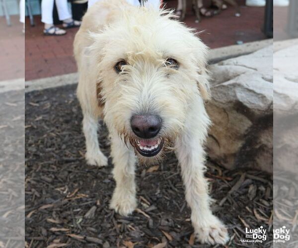 Medium Photo #5 Mutt Puppy For Sale in Washington, DC, USA