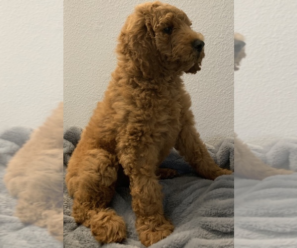 Medium Photo #1 Goldendoodle Puppy For Sale in HUNTINGTON BEACH, CA, USA