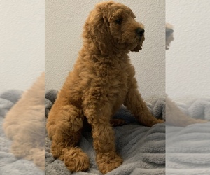Goldendoodle Puppy for Sale in HUNTINGTON BEACH, California USA