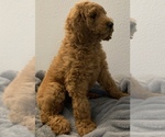 Small Goldendoodle