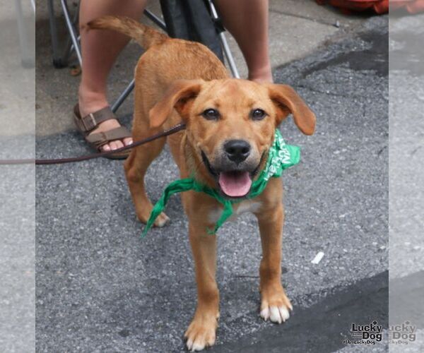Medium Photo #5 Retriever -Unknown Mix Puppy For Sale in Washington, DC, USA