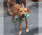 Small #4 Retriever  Mix