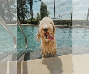 Goldendoodle Dogs for adoption in Orlando, FL, USA