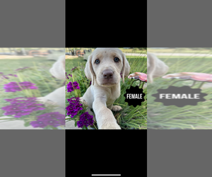 Labrador Retriever Puppy for sale in FLETCHER, OK, USA