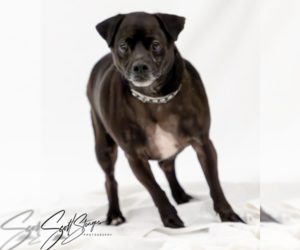 Chihuahua-Unknown Mix Dogs for adoption in Brooklyn Center, MN, USA