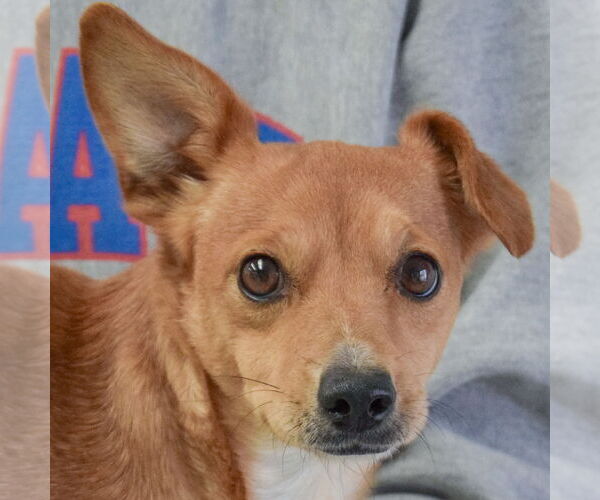 Medium Photo #5 Chipin Puppy For Sale in Huntley, IL, USA