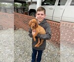 Small #14 Vizsla