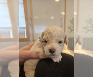 Bichon Frise-Cock-A-Poo Mix Puppy for sale in BATTLE GROUND, WA, USA
