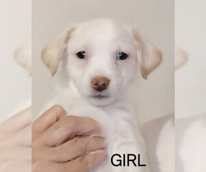 Chihuahua-Unknown Mix Dogs for adoption in Grafton, WI, USA