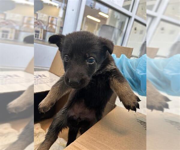 Medium Photo #1 Labrador Retriever-Unknown Mix Puppy For Sale in San Antonio, TX, USA
