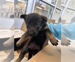 Small Labrador Retriever Mix