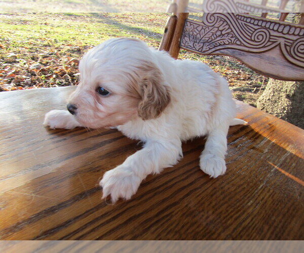 View Ad: Cavapoo Puppy for Sale near Michigan, GR, USA ...