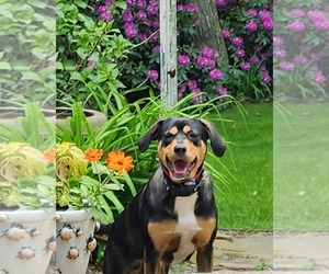 Mutt Dogs for adoption in Westwood, NJ, USA