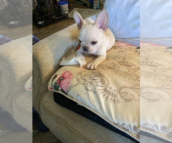 Medium Photo #7 French Bulldog Puppy For Sale in WOODRUFF, SC, USA