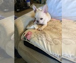 Small Photo #7 French Bulldog Puppy For Sale in WOODRUFF, SC, USA