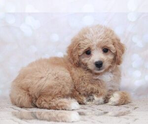 Cavachon Puppy for sale in MARIETTA, GA, USA