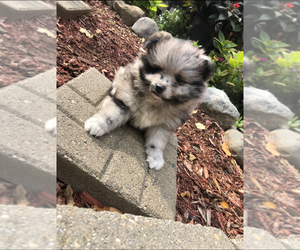 Pomeranian Puppy for sale in KIMMELL, IN, USA