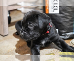 Small Photo #7 Cane Corso Puppy For Sale in DUBUQUE, IA, USA