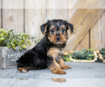 Puppy Micky Yorkshire Terrier
