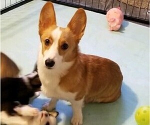 Mother of the Pembroke Welsh Corgi puppies born on 01/22/2020