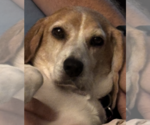 Small #3 Beagle