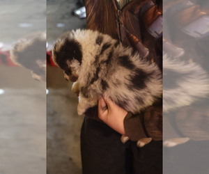 Australian Shepherd Puppy for sale in LISBON, OH, USA
