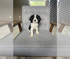 Cavalier King Charles Spaniel Puppy for sale in BALSAM LAKE, WI, USA