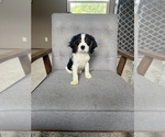 Image preview for Ad Listing. Nickname: Charlie